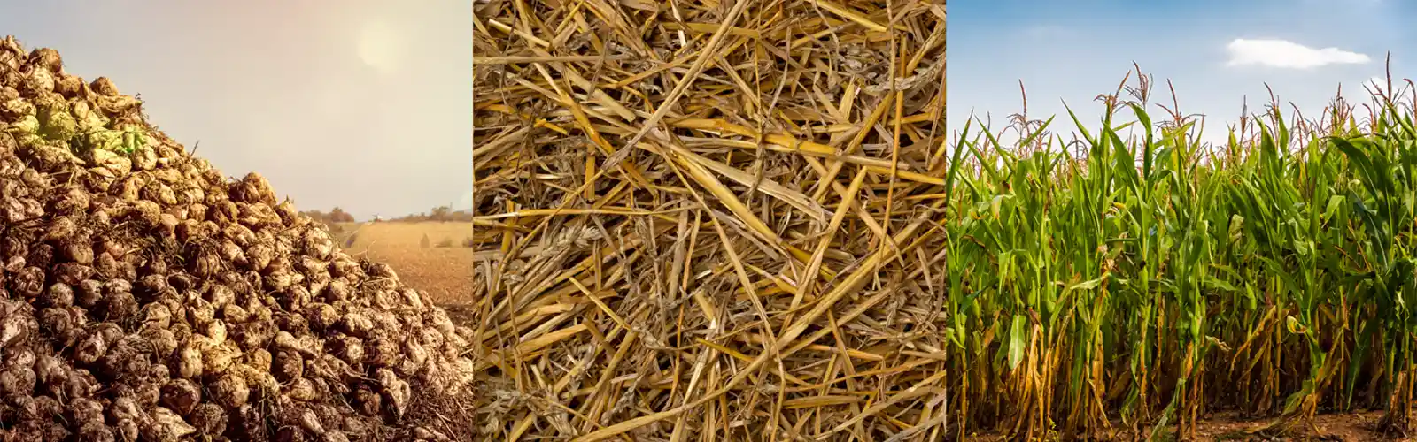 Business Potential for Agricultural Biomass: Tamil Nadu Perspective