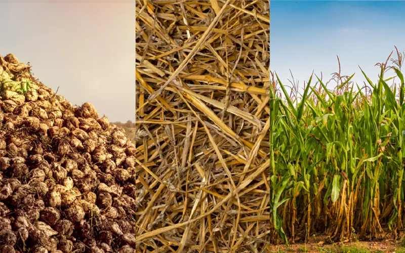 agricultural biomass